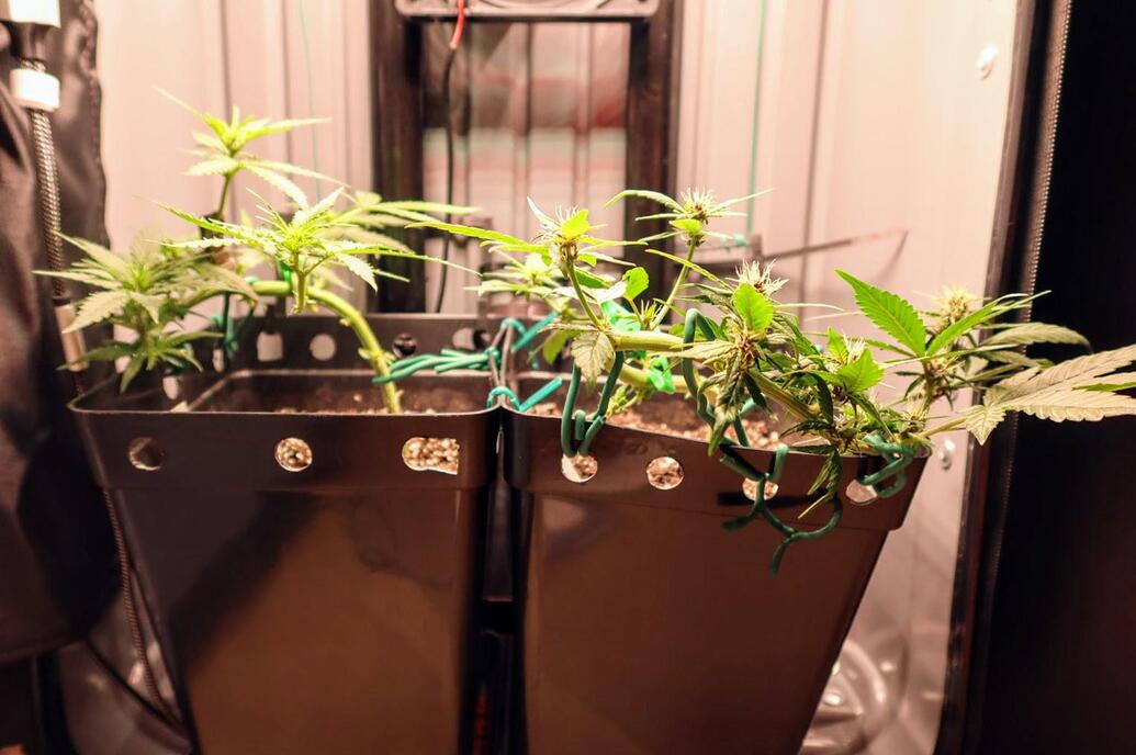 Zwei Cannabispflanzen in schwarzen Töpfen in einer Growbox, die mittels LST (Low Stress Training) horizontal trainiert werden.