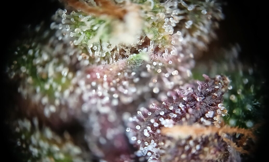 Growreport Bild 7
