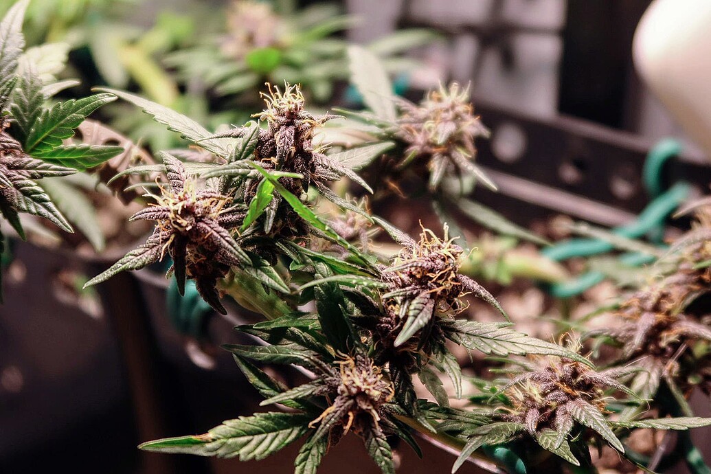 Nahaufnahme einer Purple Mazar Cannabispflanze in der frühen Blütephase mit deutlich sichtbaren violetten Blütenständen.