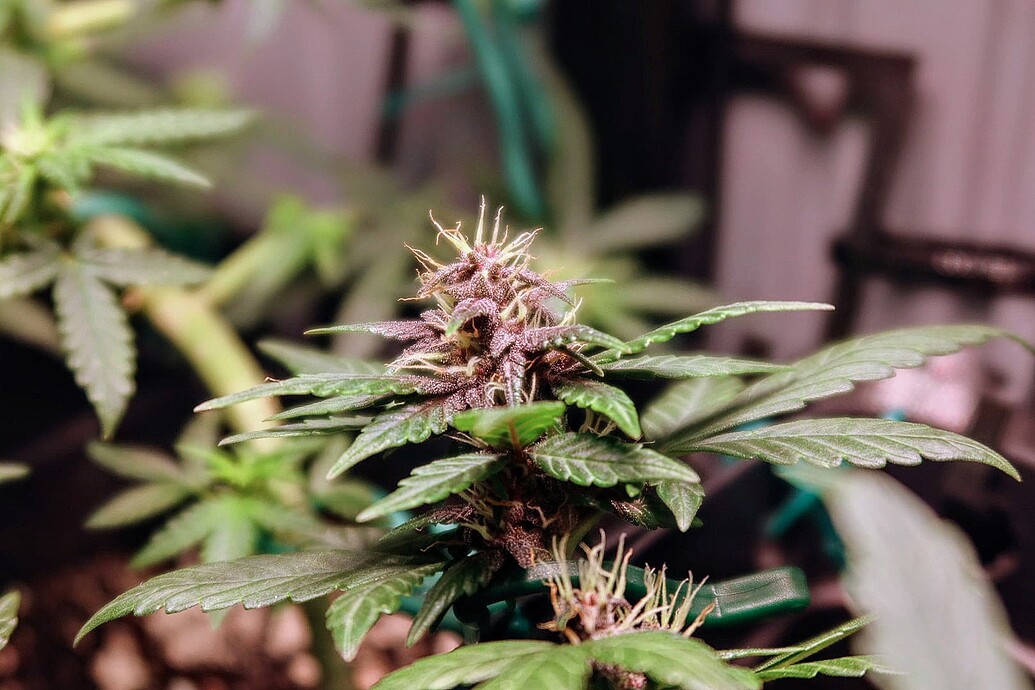 Nahaufnahme einer Purple Mazar Cannabispflanze in der frühen Blütephase mit violetten Blütenansätzen.