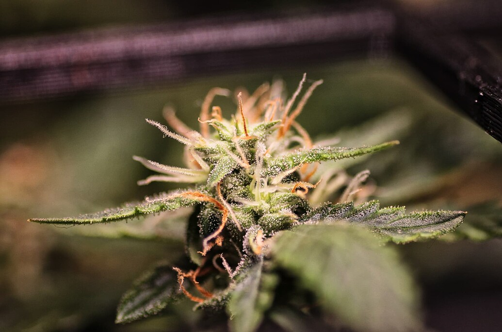 Growreport Bild 4