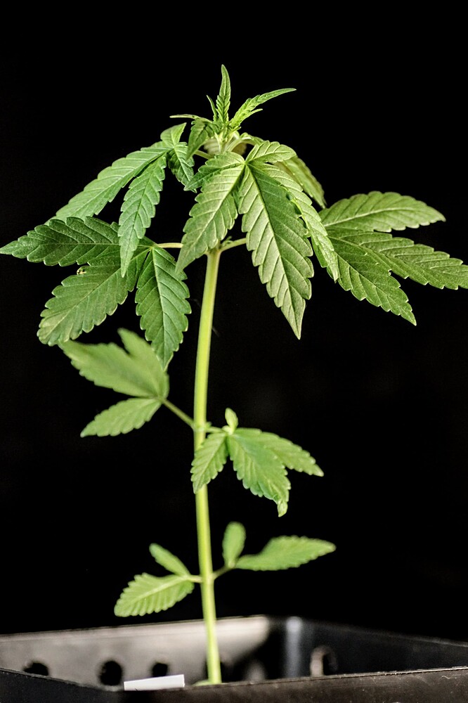 Eine junge Cannabispflanze in einem schwarzen Topf vor schwarzem Hintergrund.