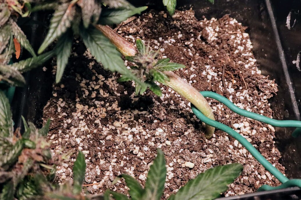 Growreport Bild 8
