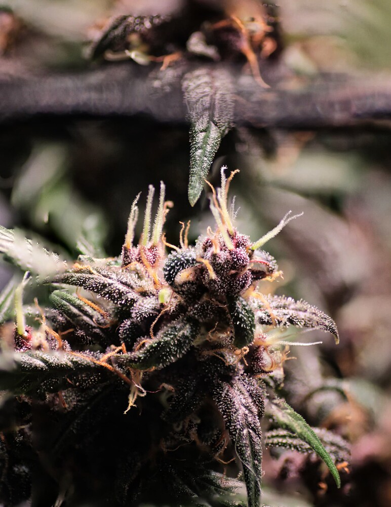Growreport Bild 3