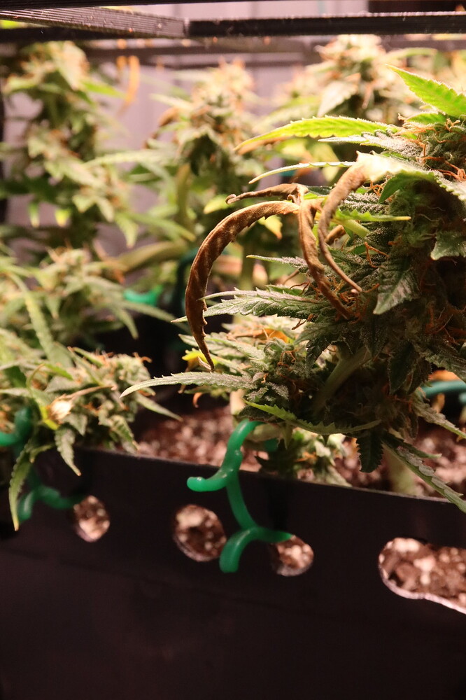 Growreport Bild 5