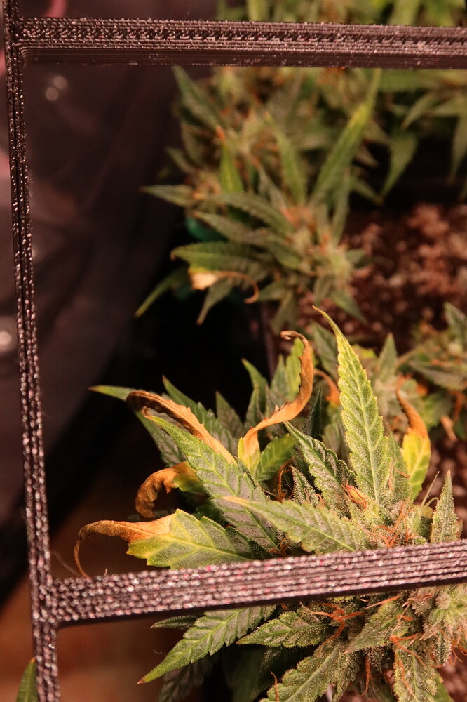 Growreport Bild 4