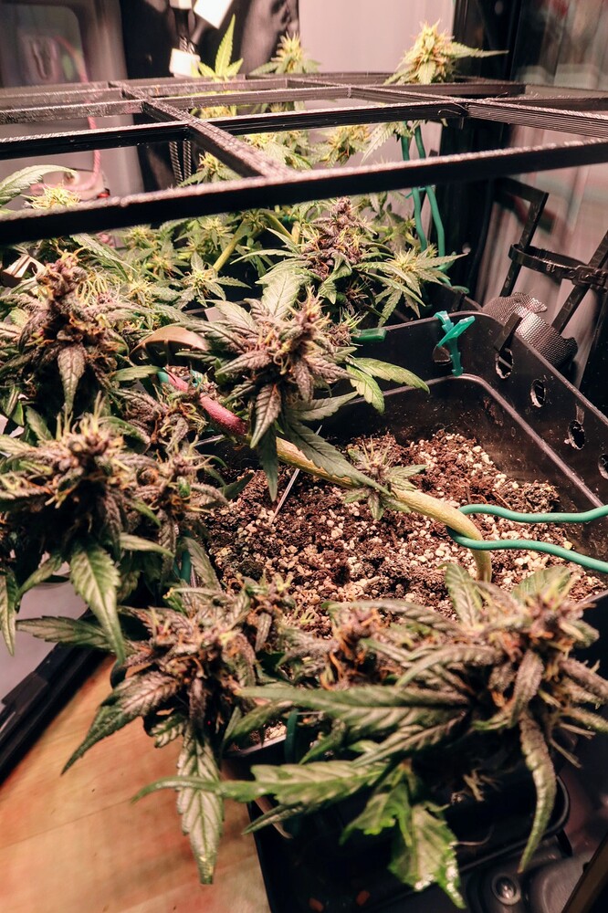 Growreport Bild 5