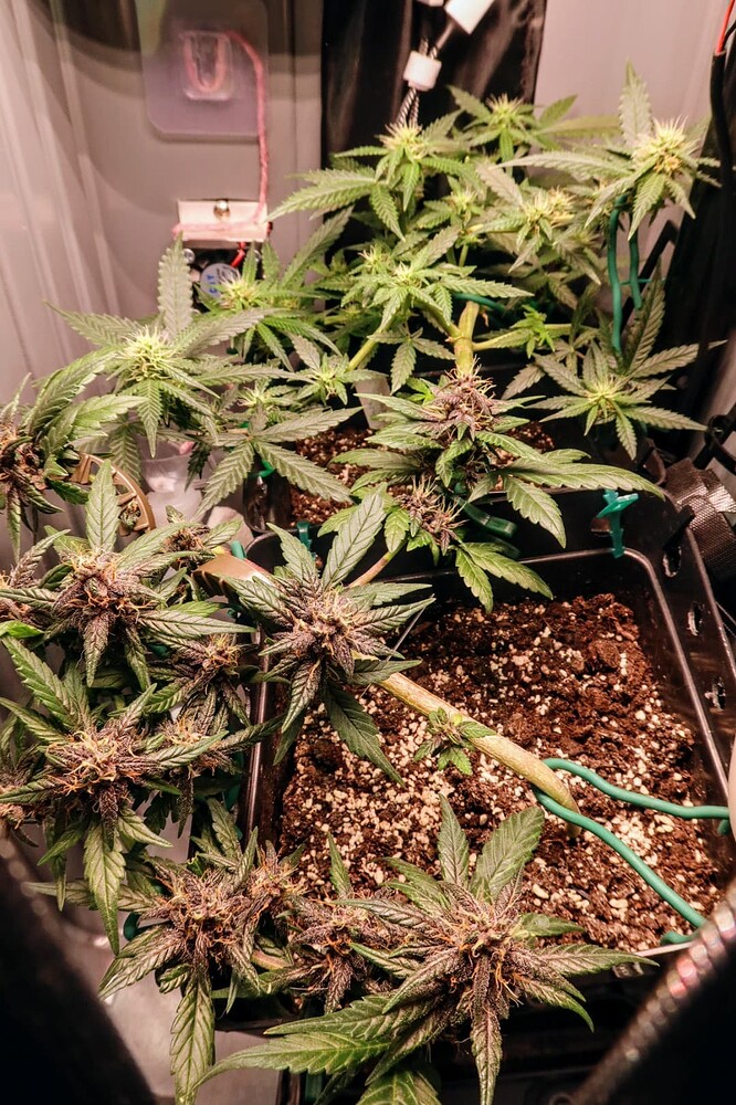 Zwei Cannabis-Pflanzen in einem Grow-Koffer, die sich in der frühen Blütephase befinden und Anzeichen von violetter Färbung zeigen.