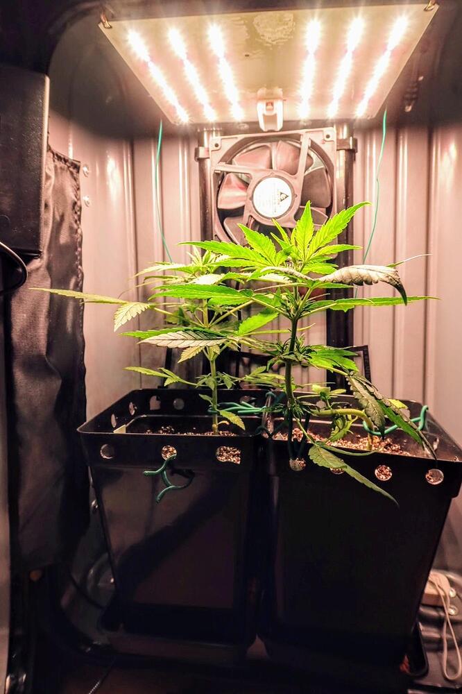 Zwei junge Cannabispflanzen in schwarzen Töpfen in einer Growbox unter LED-Beleuchtung.