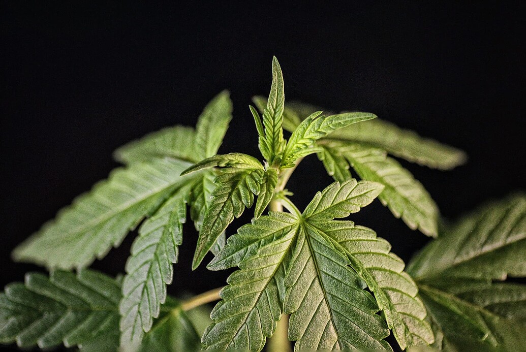 Nahaufnahme einer jungen Cannabispflanze in der Wachstumsphase vor schwarzem Hintergrund.
