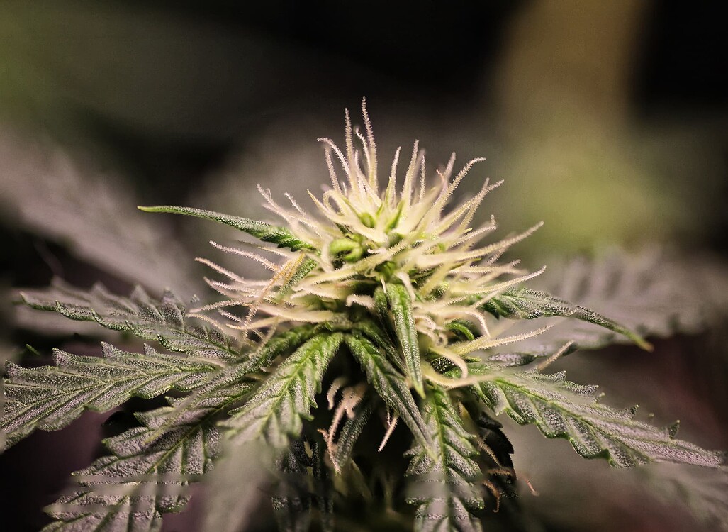 Nahaufnahme einer jungen Cannabis-Blüte mit weißen Stigmen.