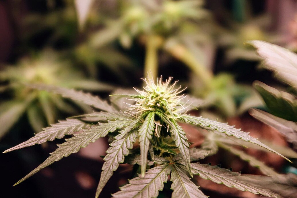 Nahaufnahme eines jungen Cannabis-Buds mit weißen Stigmen in der frühen Blütephase.