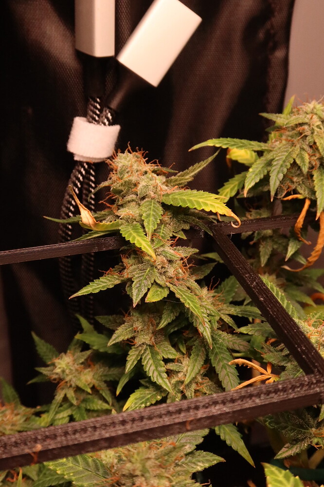 Growreport Bild 3