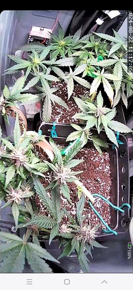Zwei Cannabis-Pflanzen in Töpfen, die mit LST-Technik (Low Stress Training) heruntergebunden wurden, in einer Growbox.