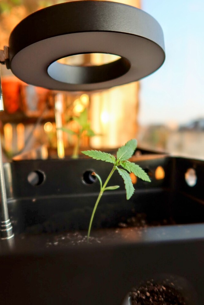 Eine junge Cannabis-Sämling-Pflanze in einem schwarzen Topf unter einer Ringlampe.