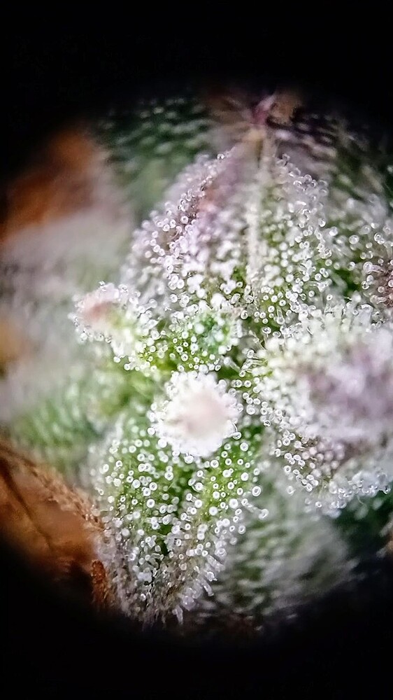 Growreport Bild 9