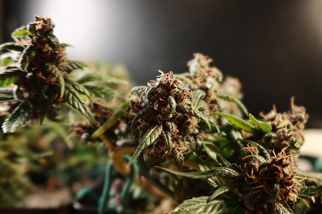 Growreport Bild 5