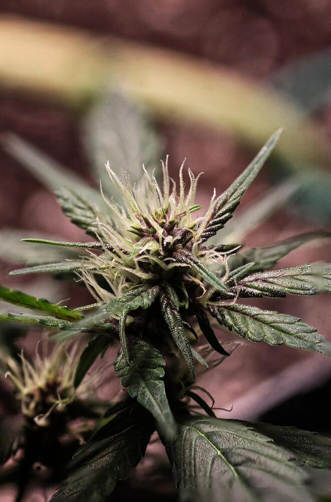 Nahaufnahme einer jungen Cannabis-Blüte mit weißen Stigmen und beginnender violetter Färbung an den Blättern.