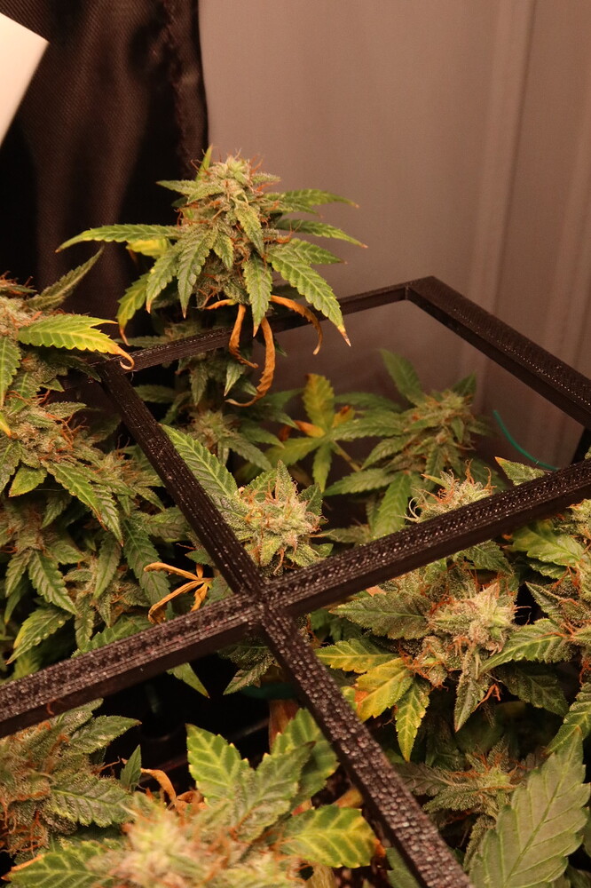 Growreport Bild 1