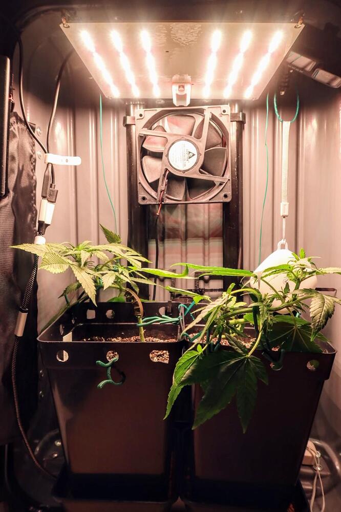 Zwei junge Cannabispflanzen in einer Growbox, die mit Pflanzendraht und Clips heruntergebunden wurden, unter einer LED-Beleuchtung.