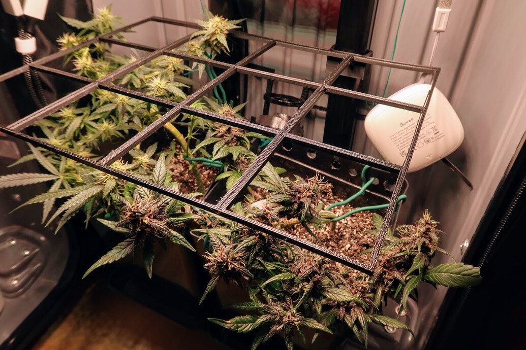 Growreport Bild 3