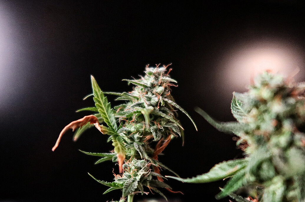 Growreport Bild 1