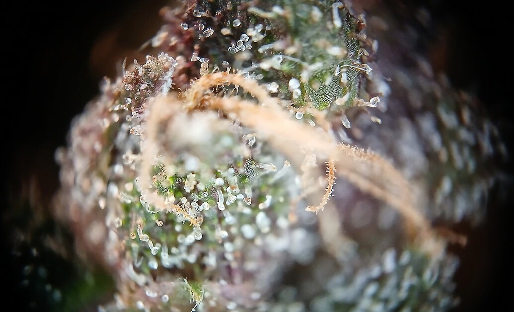 Growreport Bild 8