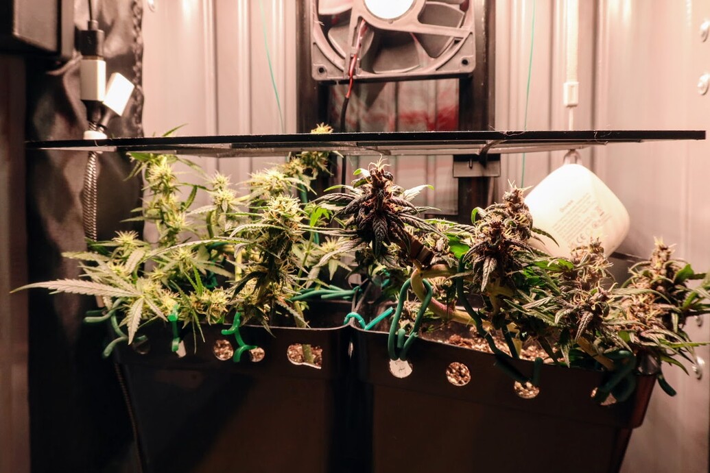 Zwei Cannabispflanzen in Töpfen unter einem SCROG-Gitter in einer Growbox.