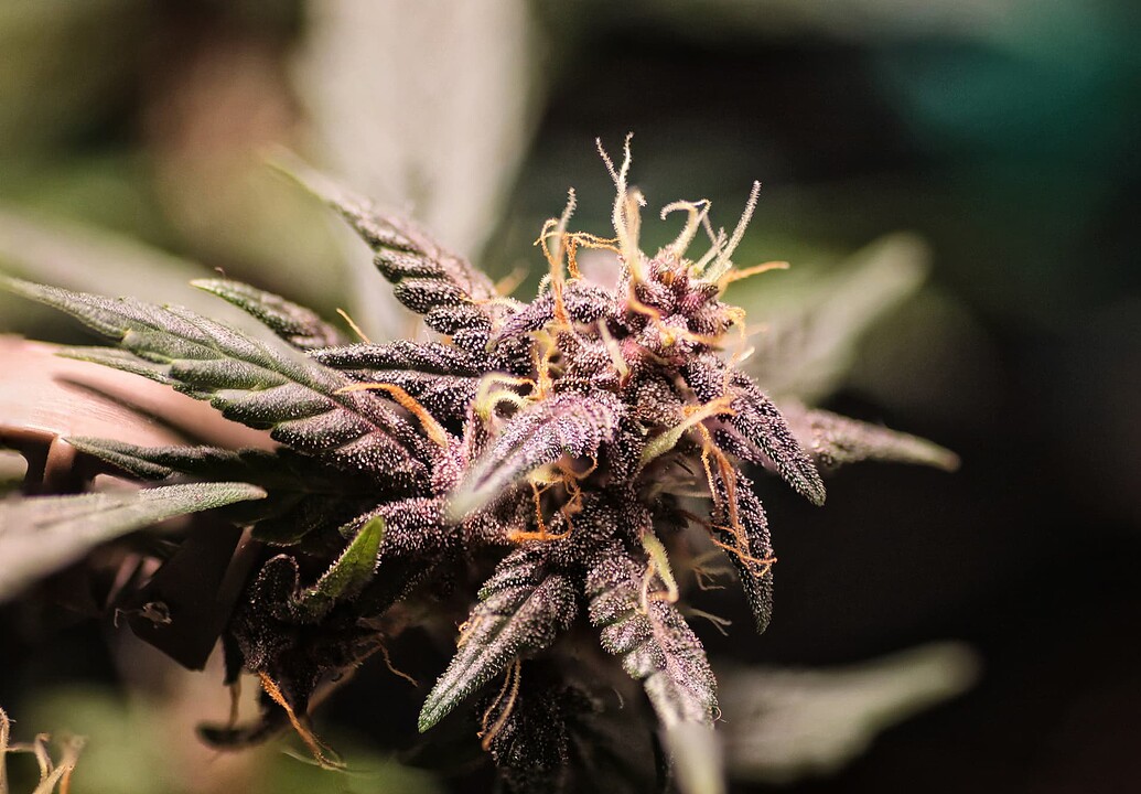 Nahaufnahme eines violetten Cannabis-Buds mit sichtbaren Trichomen und Stigmen.