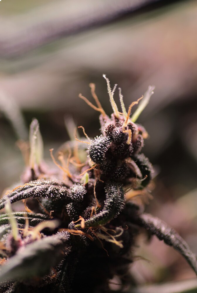 Growreport Bild 2