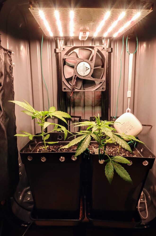 Zwei junge Cannabispflanzen in schwarzen Töpfen in einer Growbox mit LED-Beleuchtung und Lüfter.