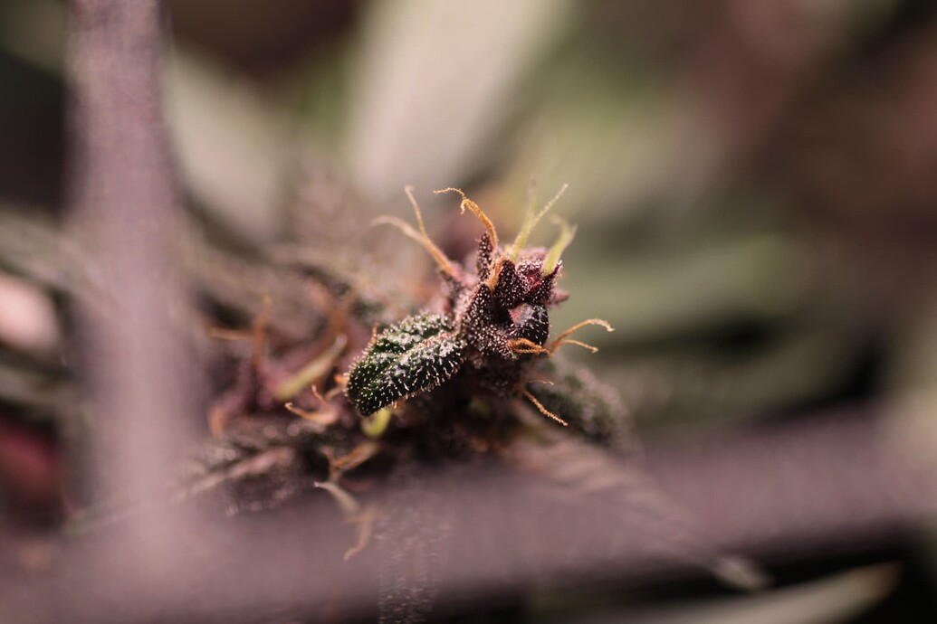 Growreport Bild 1