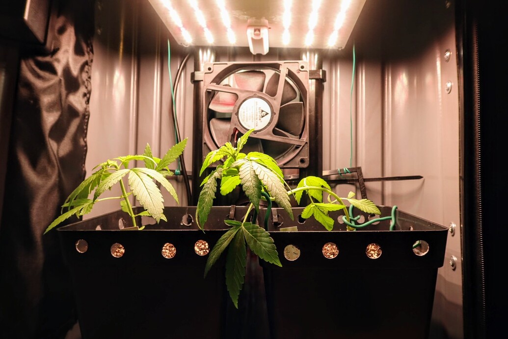 Zwei junge Cannabispflanzen in einem Grow-Koffer unter einer LED-Lampe, eine davon mit LST-Draht heruntergebunden.