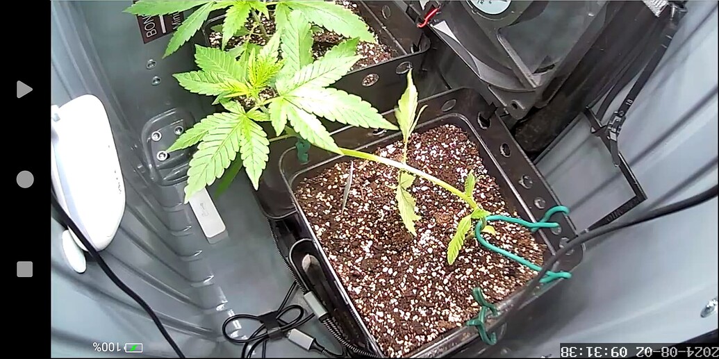 Zwei Cannabis-Pflanzen in quadratischen Töpfen in einer Growbox, eine davon mit LST-Draht heruntergebunden.