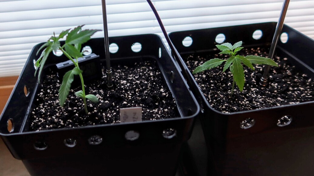 Zwei junge Cannabispflanzen in schwarzen quadratischen Töpfen auf einer Fensterbank.