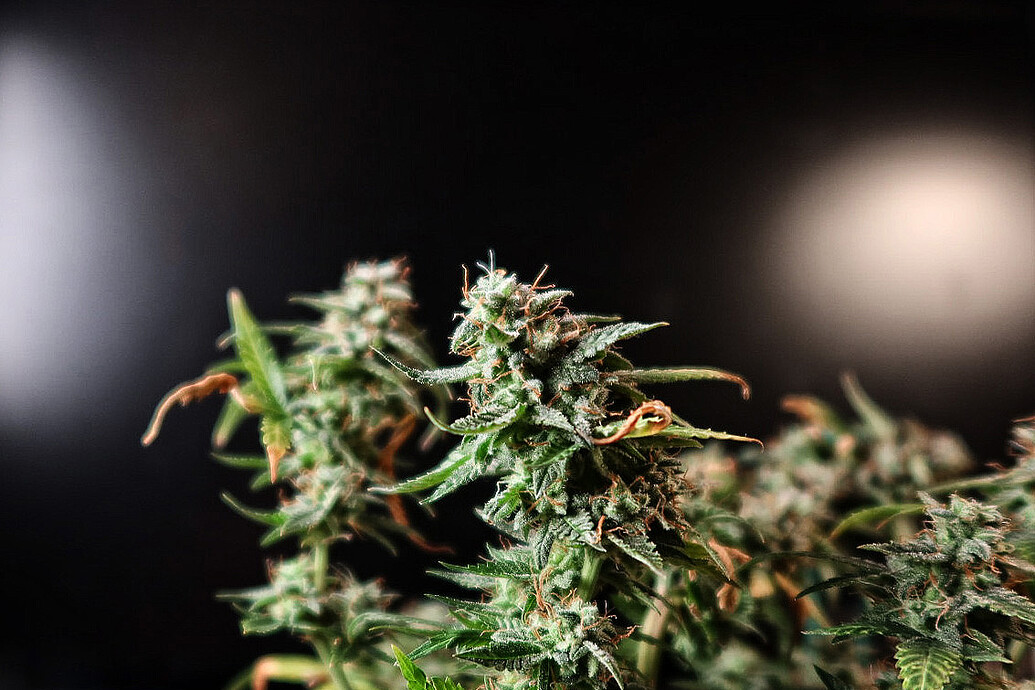 Growreport Bild 2