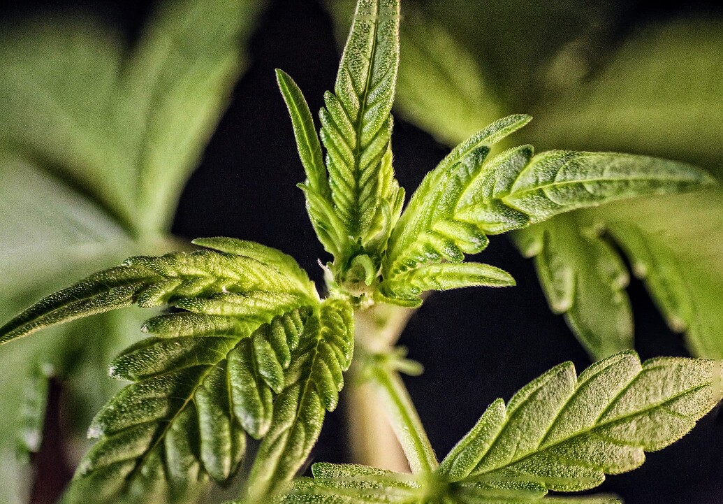 Nahaufnahme der Triebspitze einer jungen Cannabispflanze in der Wachstumsphase.