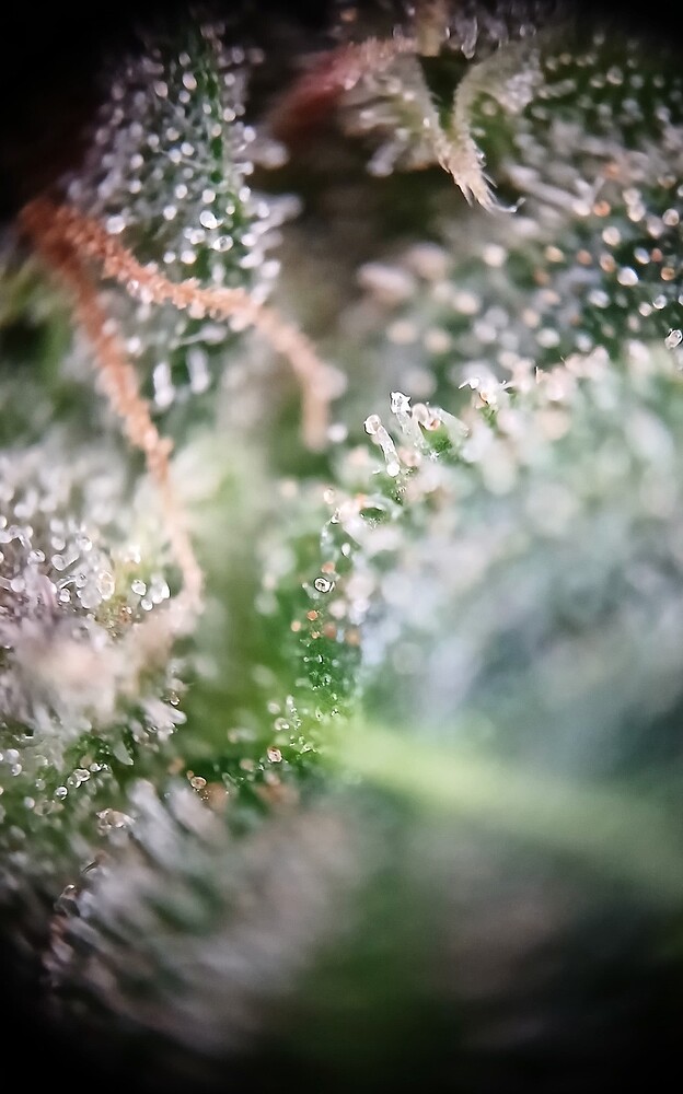 Growreport Bild 4