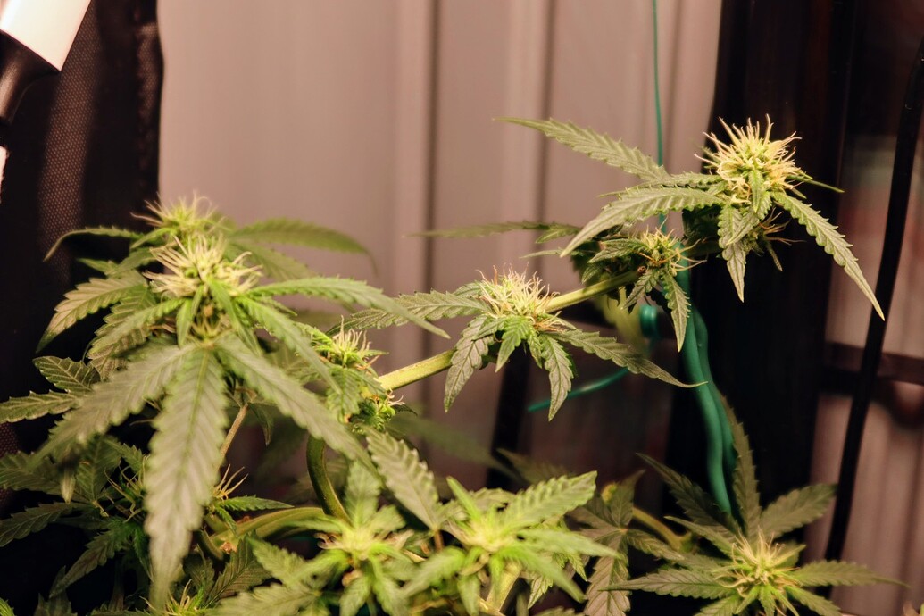 Nahaufnahme einer Cannabis-Pflanze in der frühen Blütephase mit sichtbaren Blütenansätzen und Stigmen.