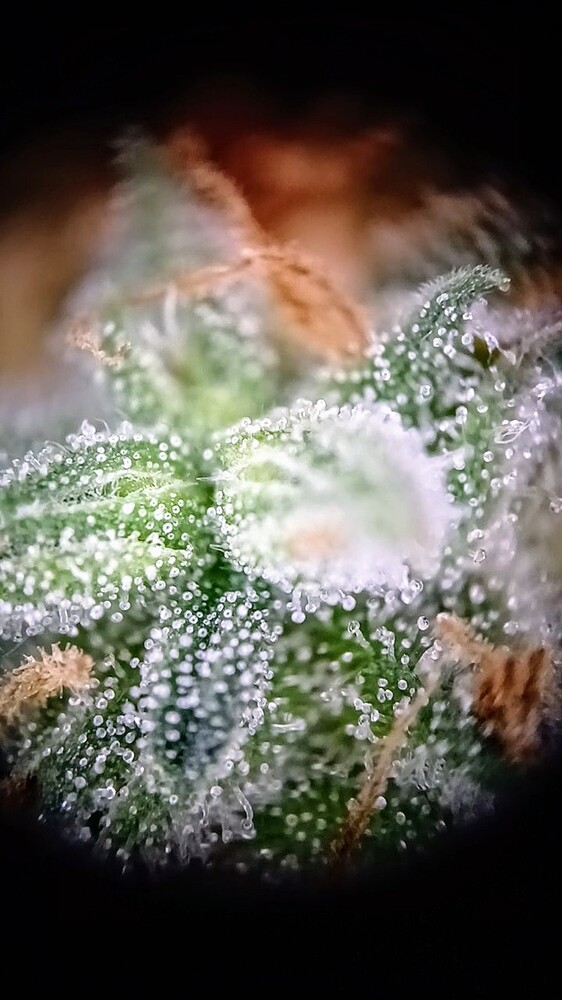 Growreport Bild 10