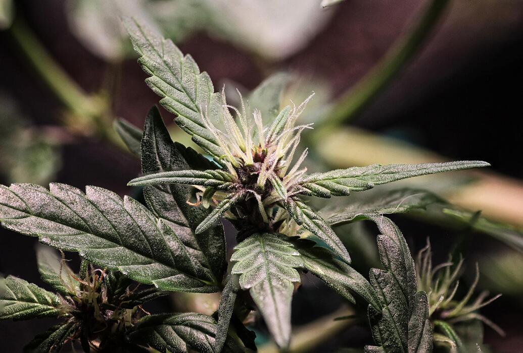 Nahaufnahme einer Cannabis-Pflanze in der frühen Blütephase mit deutlich sichtbaren weißen Stigmen und beginnender violetter Färbung an den jungen Blättern.