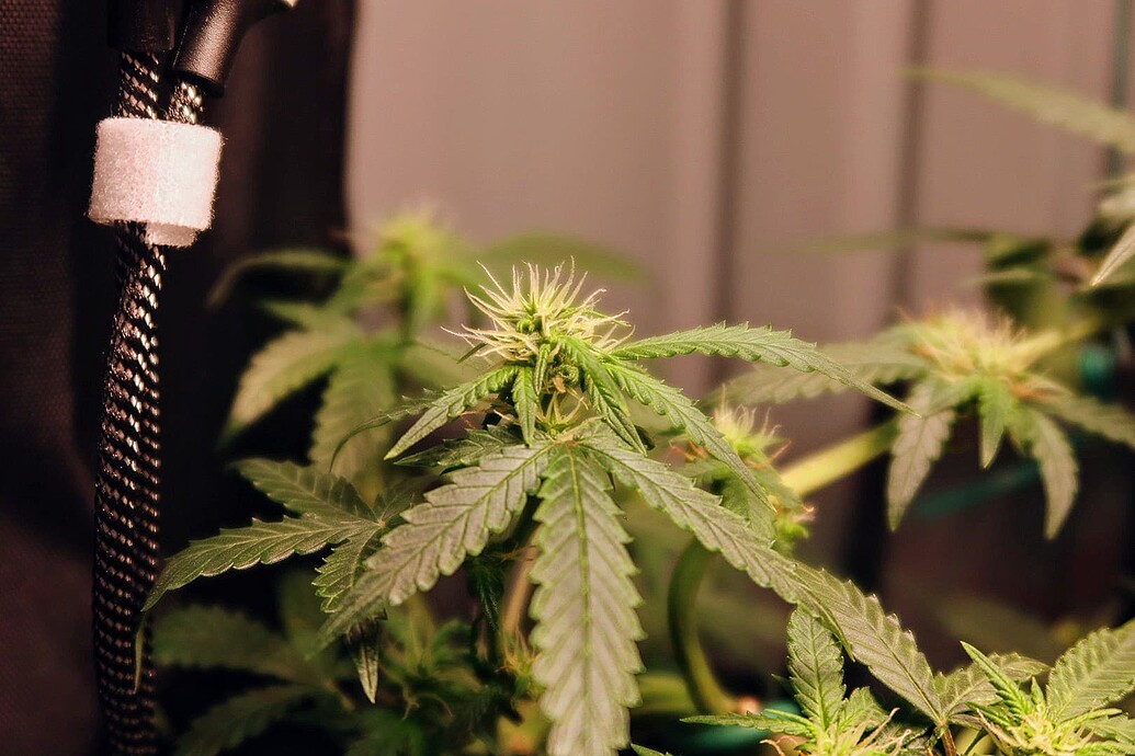 Nahaufnahme einer Cannabis-Pflanze in der frühen Blütephase mit sichtbaren weißen Stigmen.