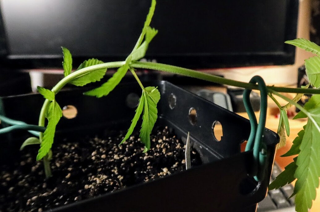 Eine junge Cannabispflanze in einem schwarzen Topf, die mittels Pflanzendraht für LST (Low Stress Training) heruntergebunden wurde.