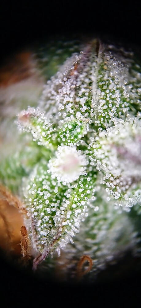 Growreport Bild 7