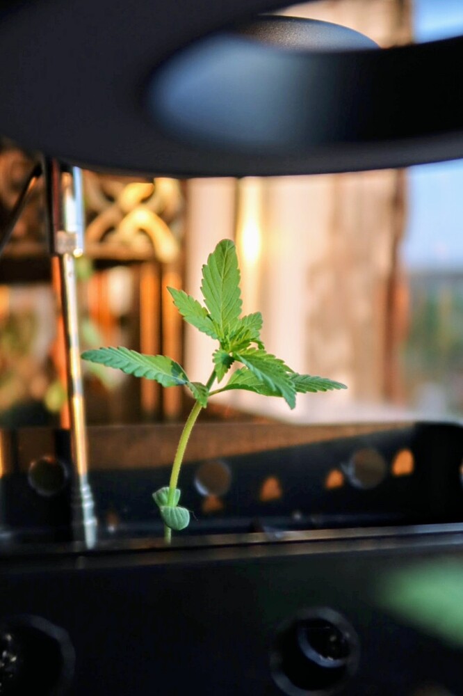 Ein junger Cannabis-Sämling der Sorte Purple Mazar an Tag 13, der in einem schwarzen Pflanzgefäß unter einer Lampe steht.