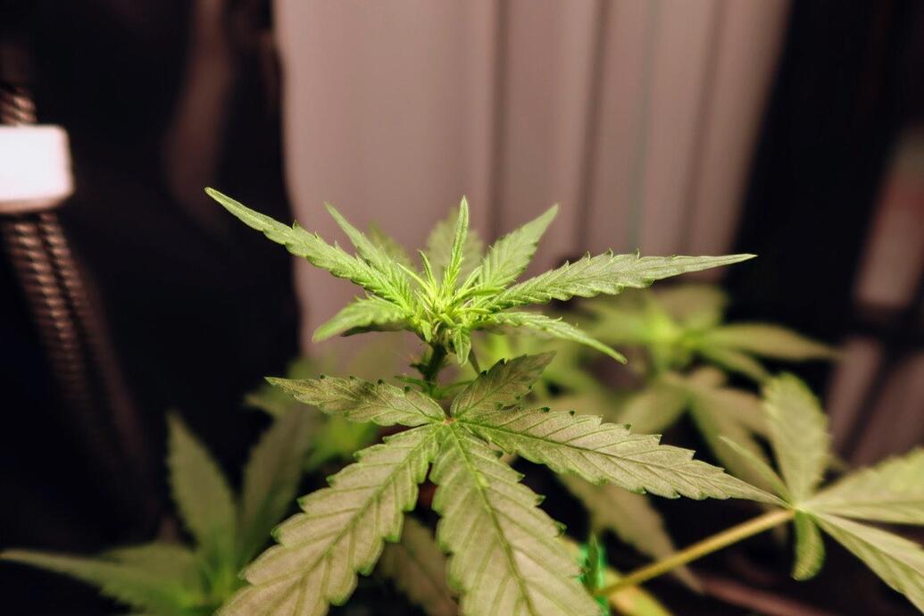 Nahaufnahme der Spitze einer jungen Cannabispflanze in der Wachstumsphase.