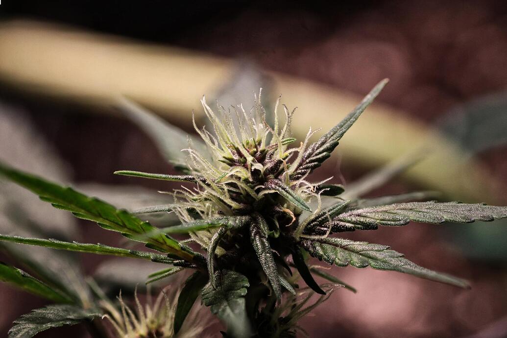 Nahaufnahme eines jungen Cannabis-Buds mit weißen Stigmen und violetten Blattspitzen.