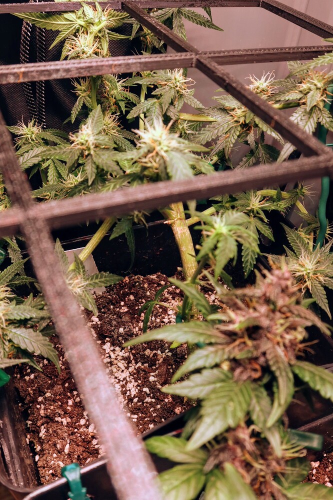 Growreport Bild 6