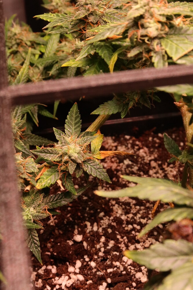 Growreport Bild 6