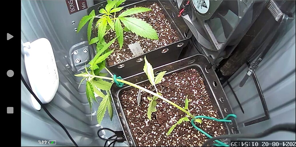 Zwei Cannabis-Pflanzen in quadratischen Töpfen in einer Growbox, eine davon wird mit grünem Draht heruntergebunden.